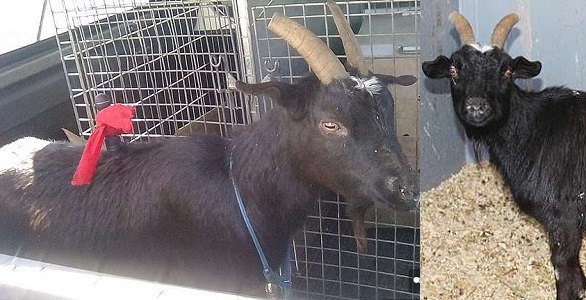 Goat Rescued
