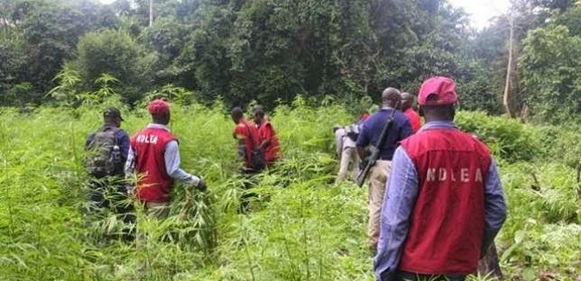 NDLEA destroys 200 Hectares