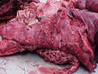 Meat Infected With Tuberculosis