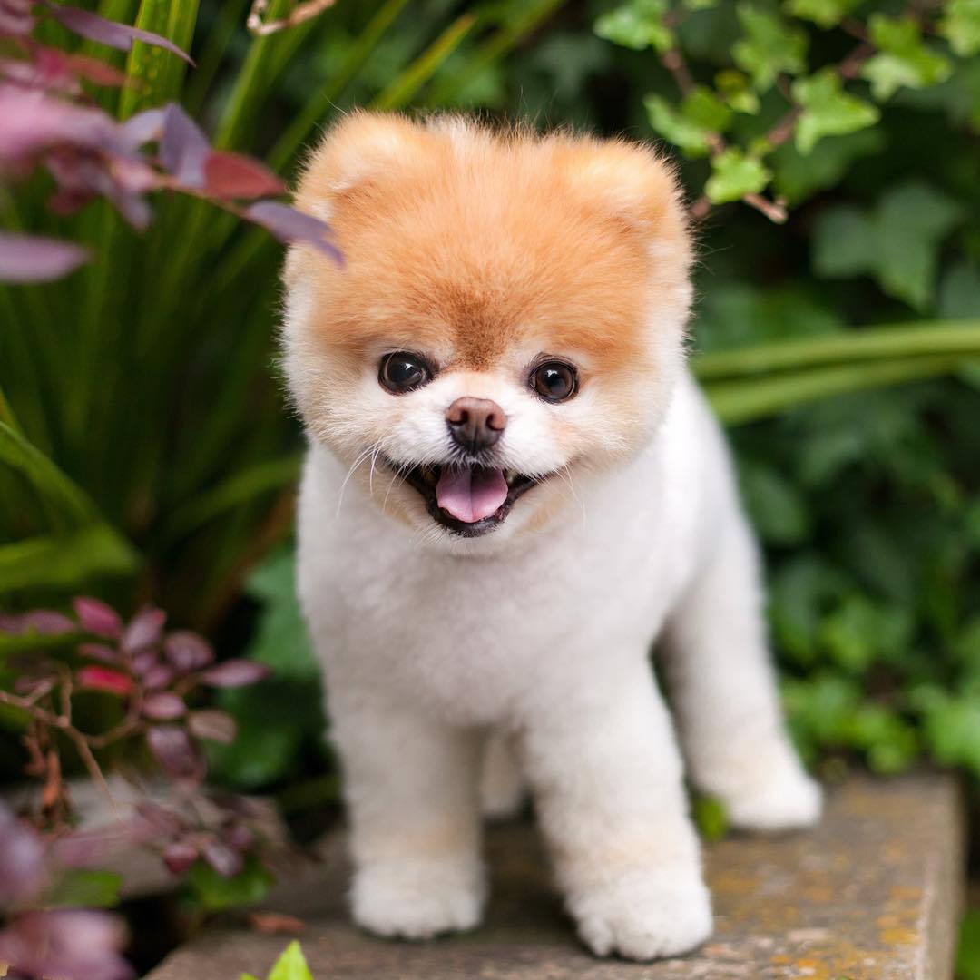 World’s cutest dog dies