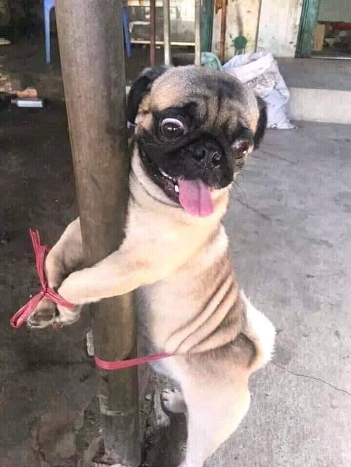 Nigerian lady punishes dog