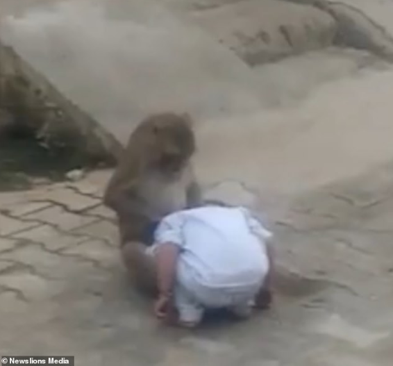 Monkey kidnaps 2-year-old boy