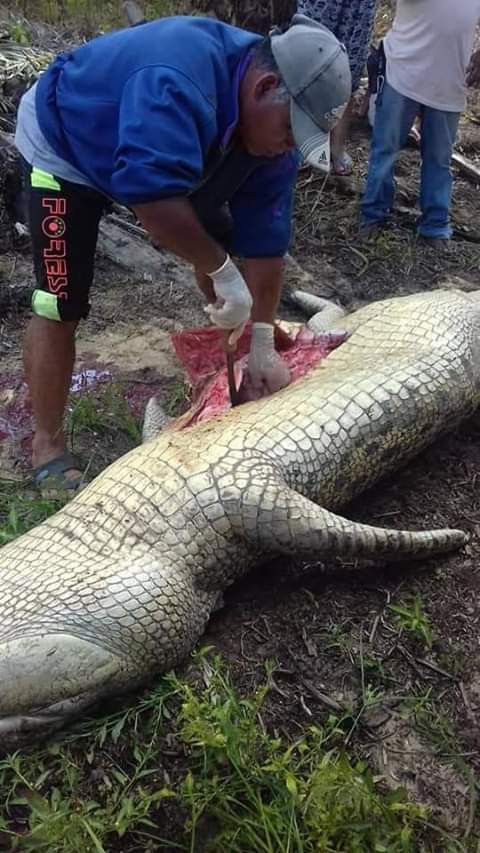 Monster crocodile