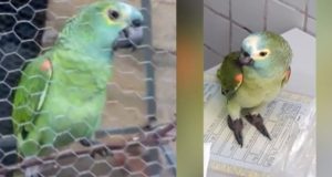 Parrot arrested