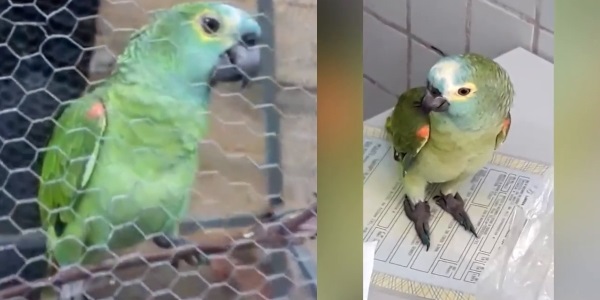 Parrot arrested