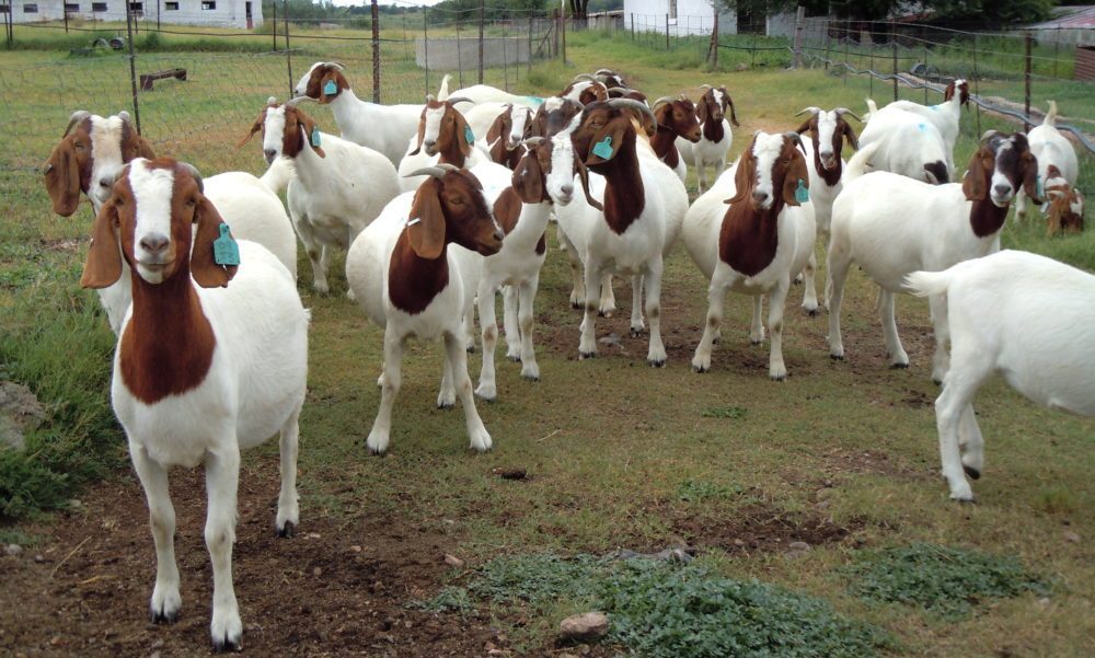 Zimbabwe schools now accept goats