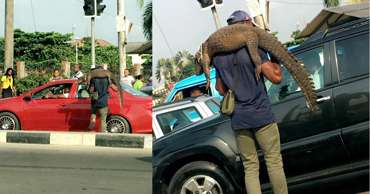 Man spotted hawking crocodile in traffic (photos)