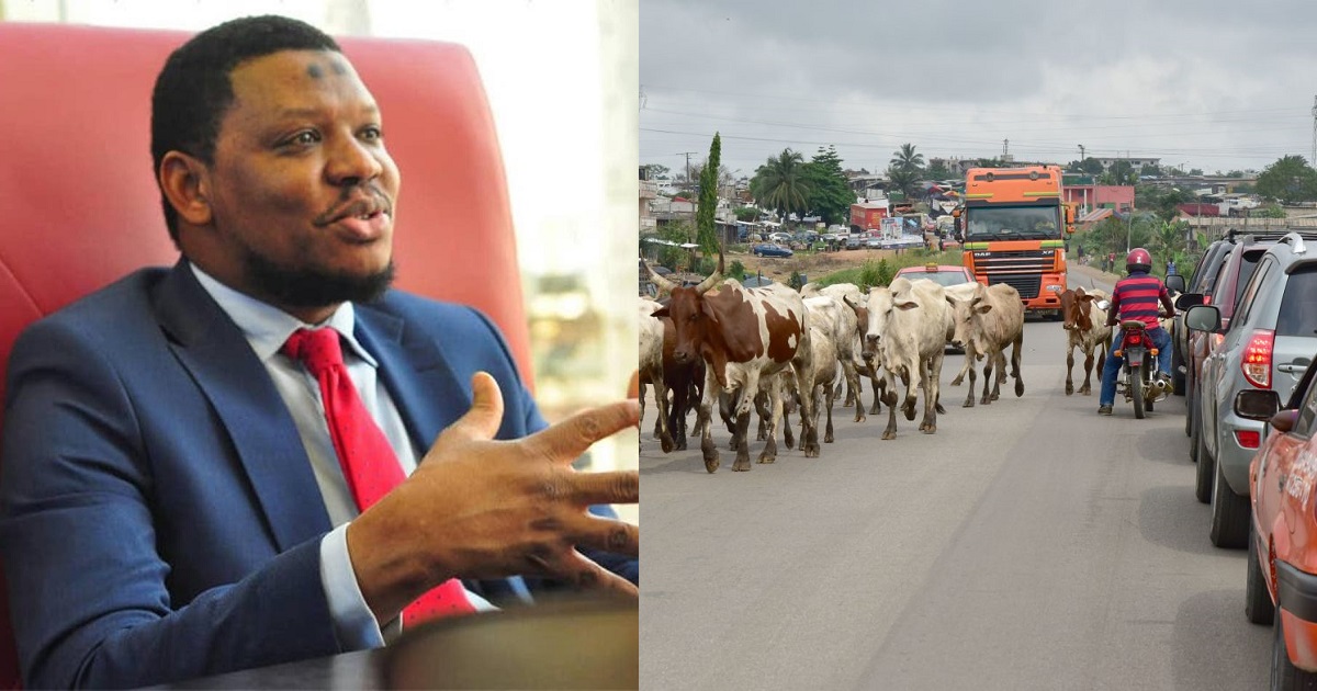 I’m a Fulani man, but it’s senseless for cows to be roaming the streets in 2021 – Adamu Garba