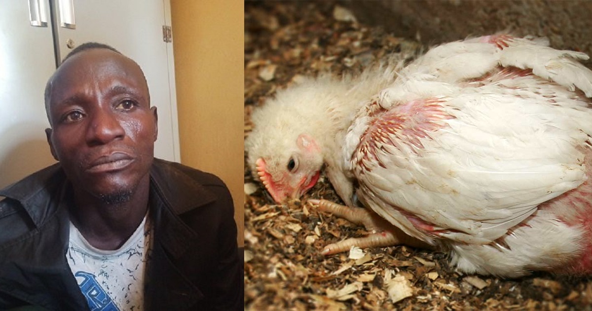 “I pick them from a river” – Suspect reveals how he sold 6000 dead poultry meat for 5 years