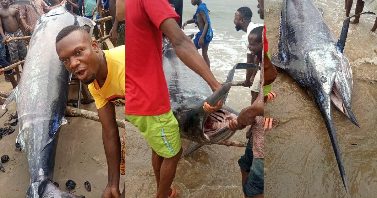 Fisherman catches giant swordfish in Rivers state (Photos)