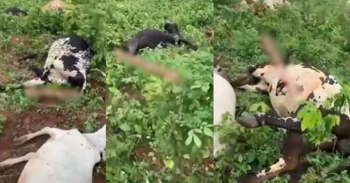 Thunder strikes 13 cows dead in Ogun state (Video)