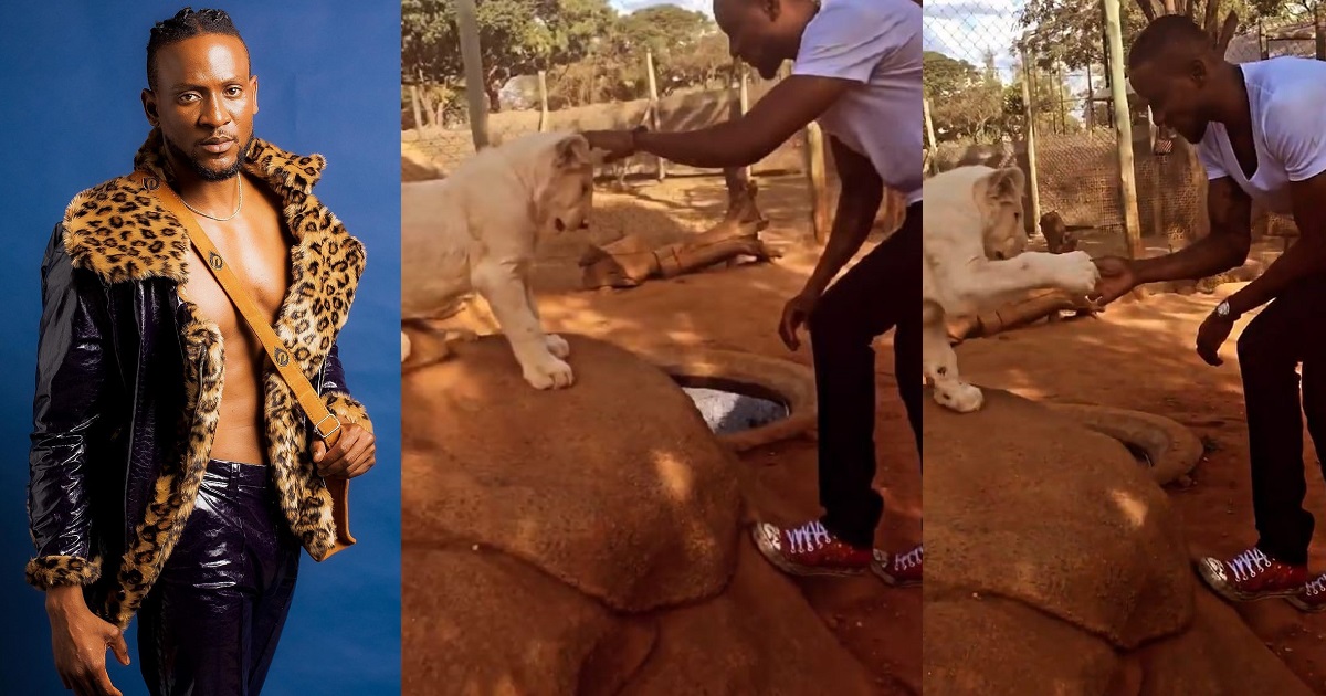 “Your rough play too much” – Reactions as BBNaija’s Omashola plays and exchange handshake with a lion