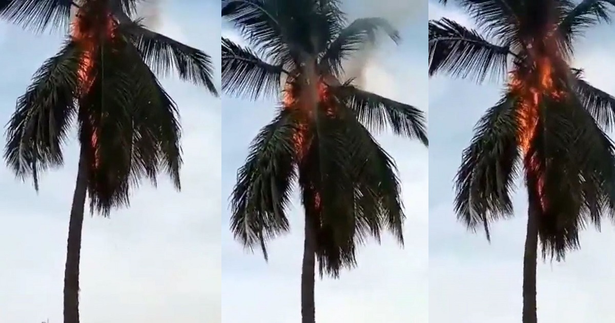 “Holy Ghost Fire! They must die!” – Watch video of some residents in Festac town offering prayers to God after pal tree went up in flames moments after lightning struck it