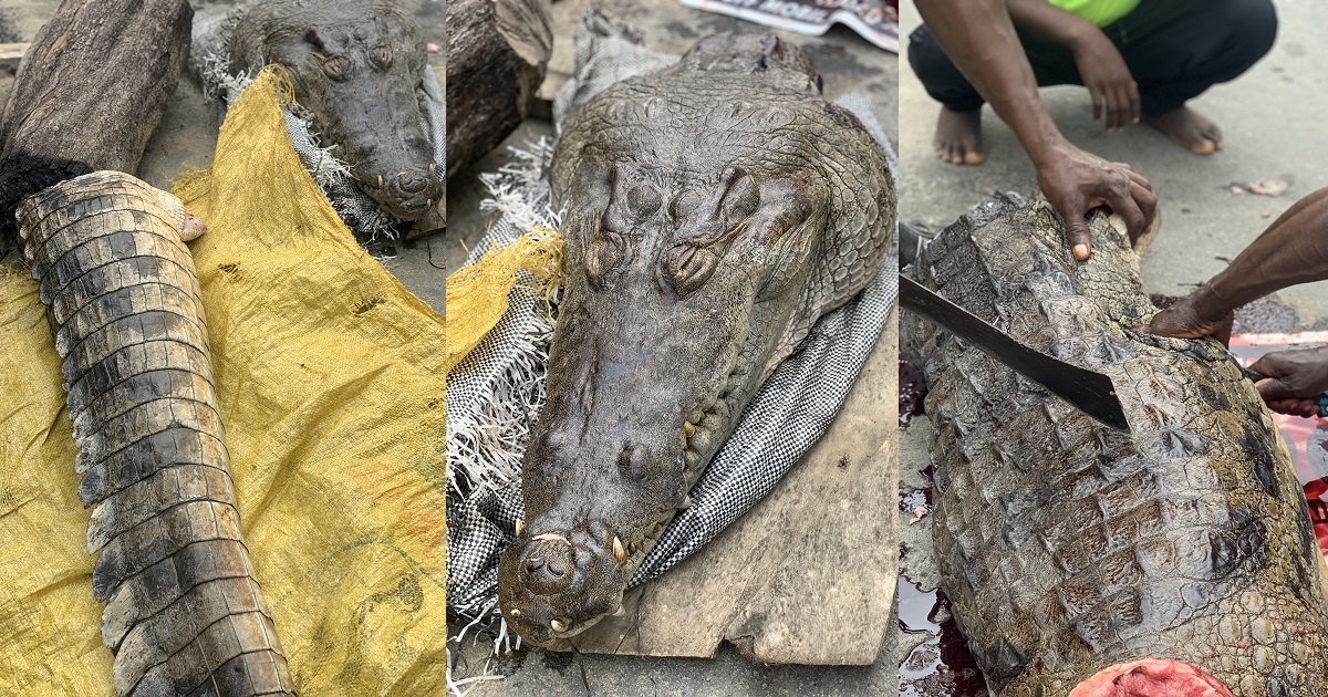 Checkout huge crocodile that was butchered in Lagos (Photos)