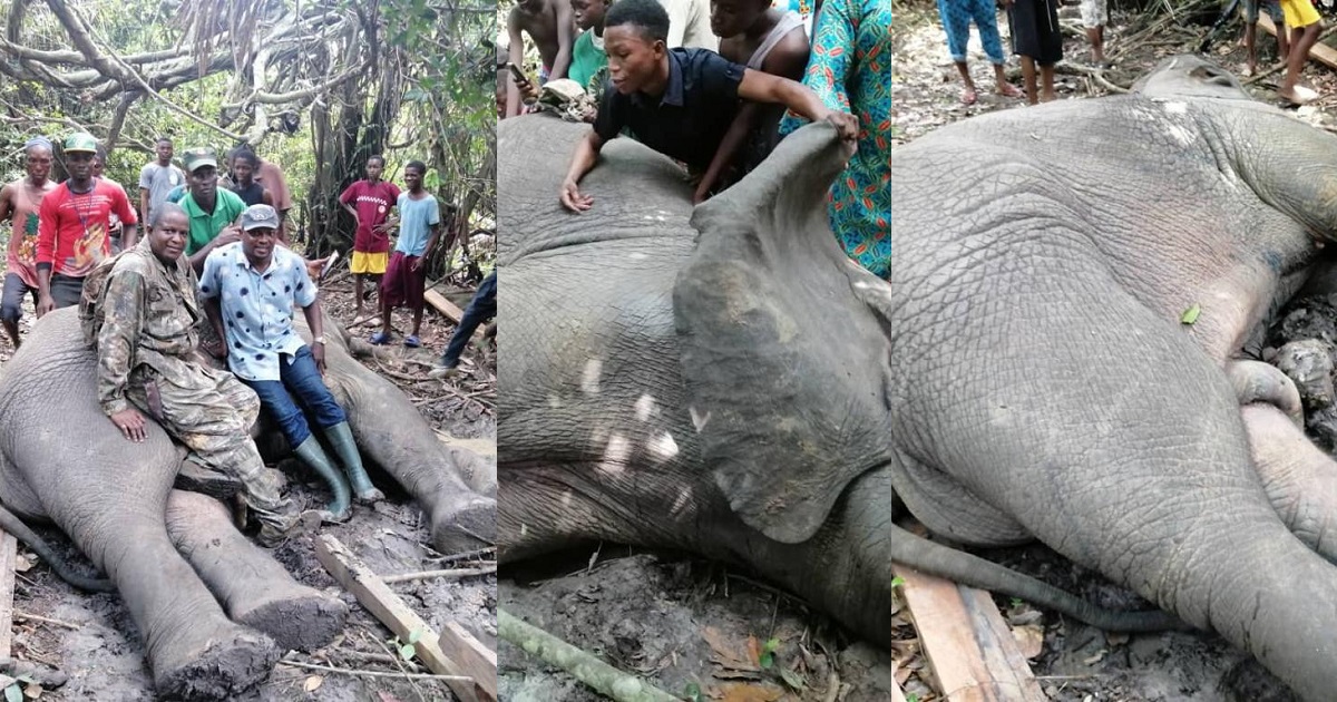 Concern for Nigeria’s elephant population as local hunters kill 4th elephant in 2 years in Ogun state