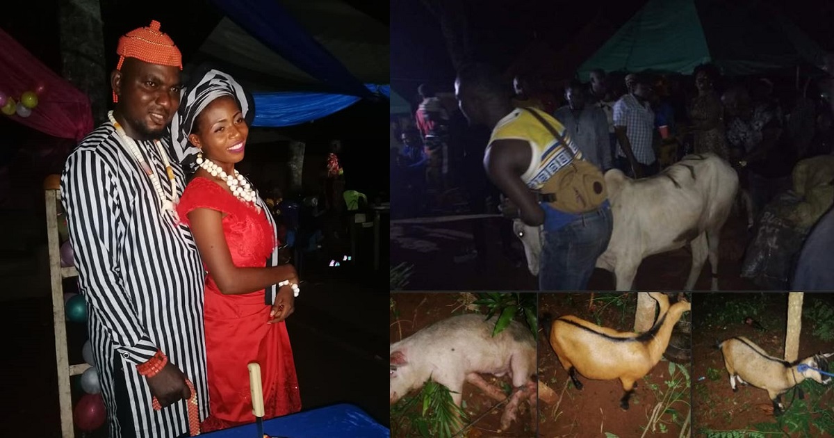 “My in-laws deserve more than this” – Benue groom shows off cow, goats and pig he gave his Igbo wife’s family for traditional wedding