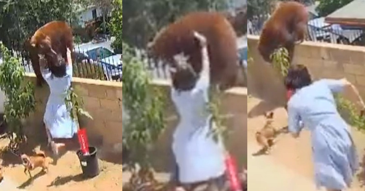 Teenager who fought off bear to save her dogs reveals what motivated her (video)