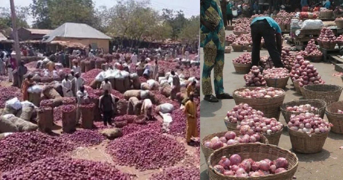 Northern farmers lament as onions rotten over refusal to supply to South