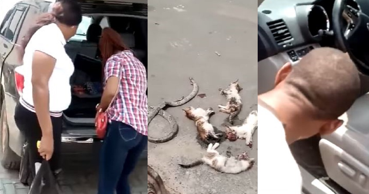 Four cats and a snake discovered living in a woman’s car in Benin, Edo state