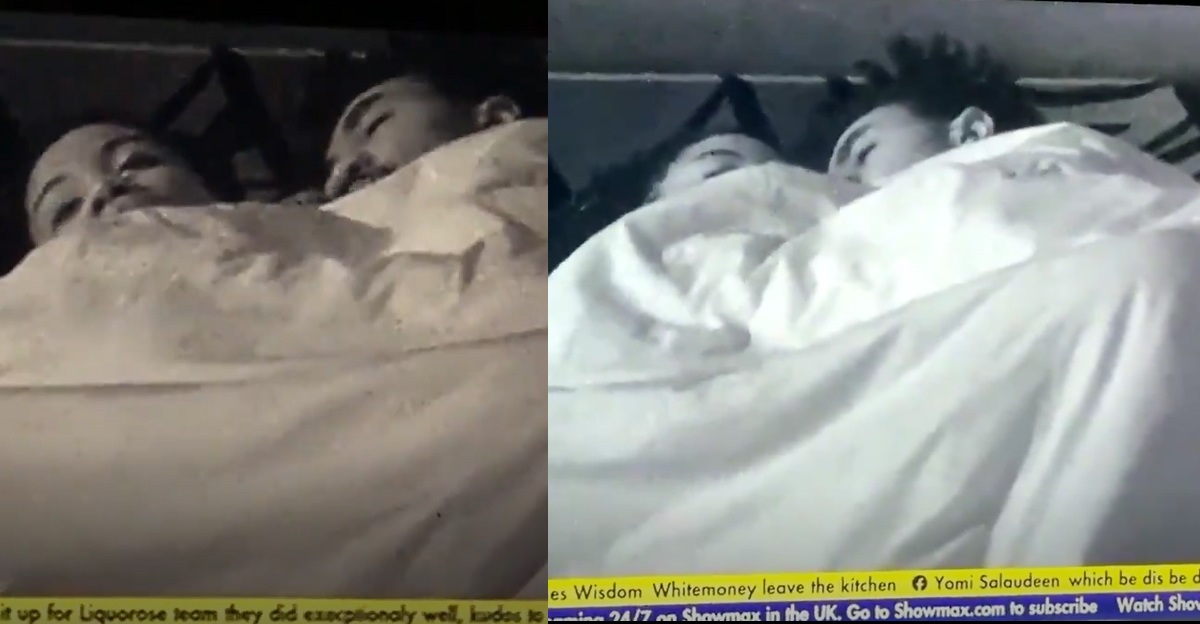 Boma and Angel aggressively cuddling under the sheets this morning (video)
