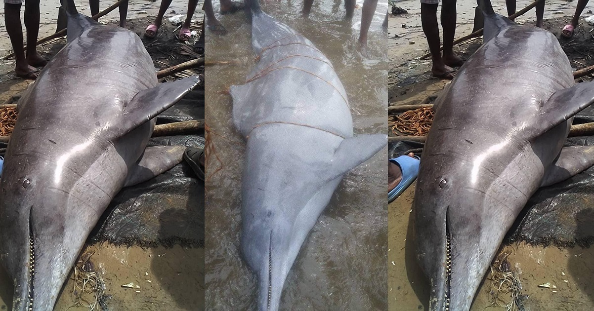 Moment a ‘big’ Dolphin was caught by fishermen in Rivers State (Photos)