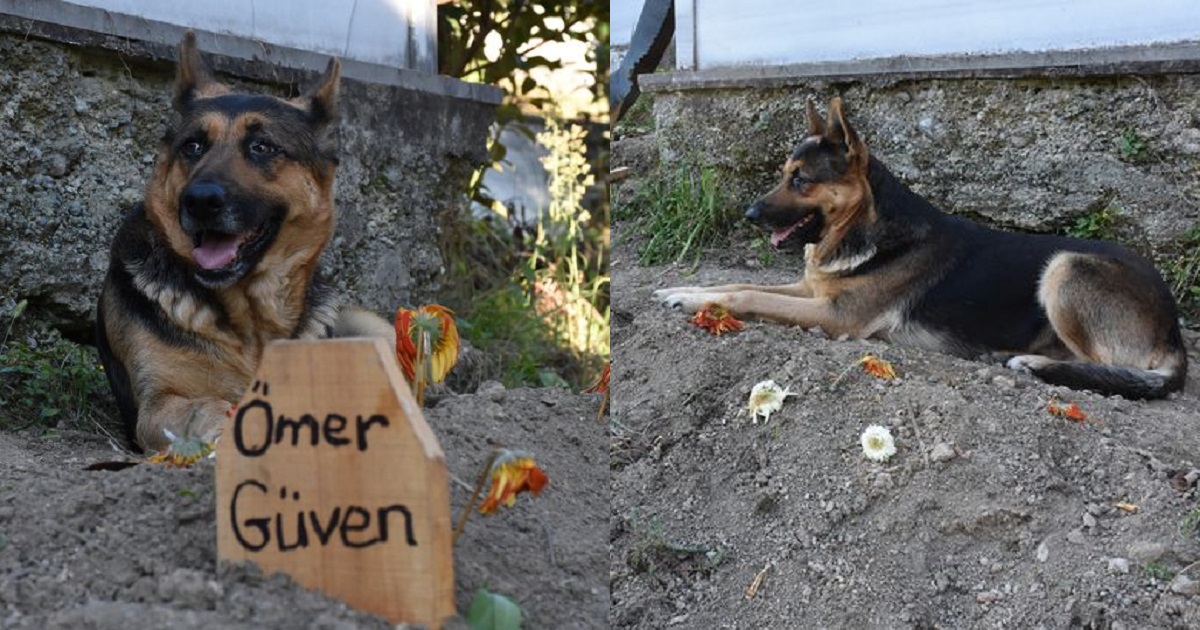Loyal dog refuses