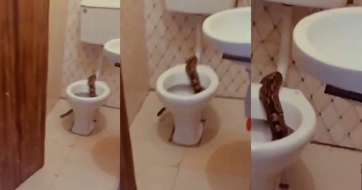 Students run for their lives after spotting a large snake in the toilet