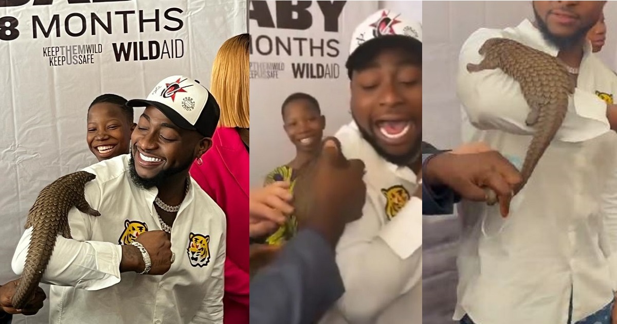 Moment Davido screamed for help and shrugged off a pangolin placed on him at an event (video)