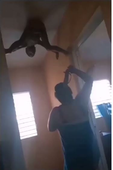 Moment little boy brings out ‘inner Spiderman’, sticks to the wall to escape being punished by his mother (video) 3 rt43547
