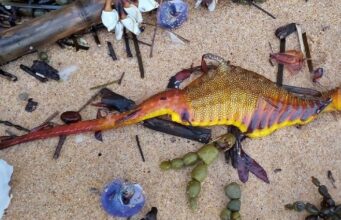 Strange creatures wash