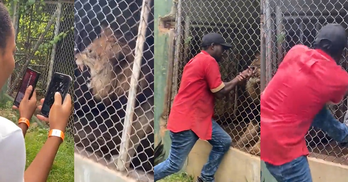 Zoo Attendant trying to impress tourists by placing his finger in a Lion’s mouth pays the ultimate price by leaving without the finger (VIDEO)