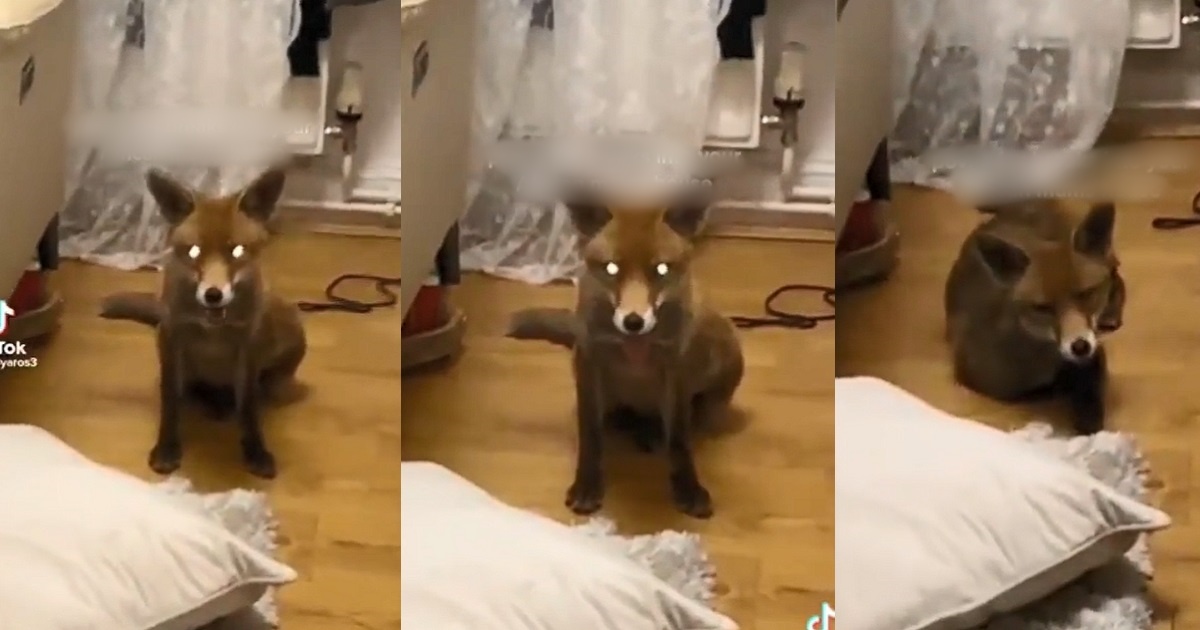 “What brought you into my house? You must confess”  – African mother goes spiritual as she confronts fox that broke into her house (video)