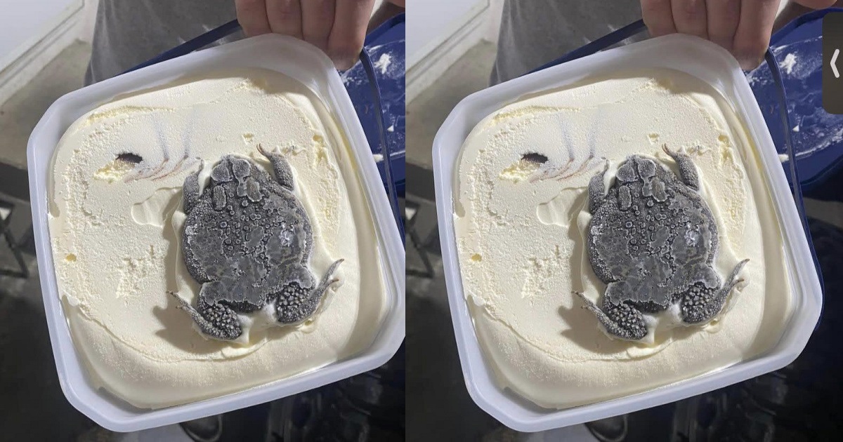 Woman finds huge frog inside bowl of ice cream bought from a store