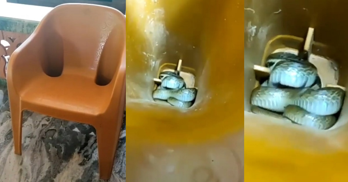 Baby snake found inside a chair at a chilling spot (Video)