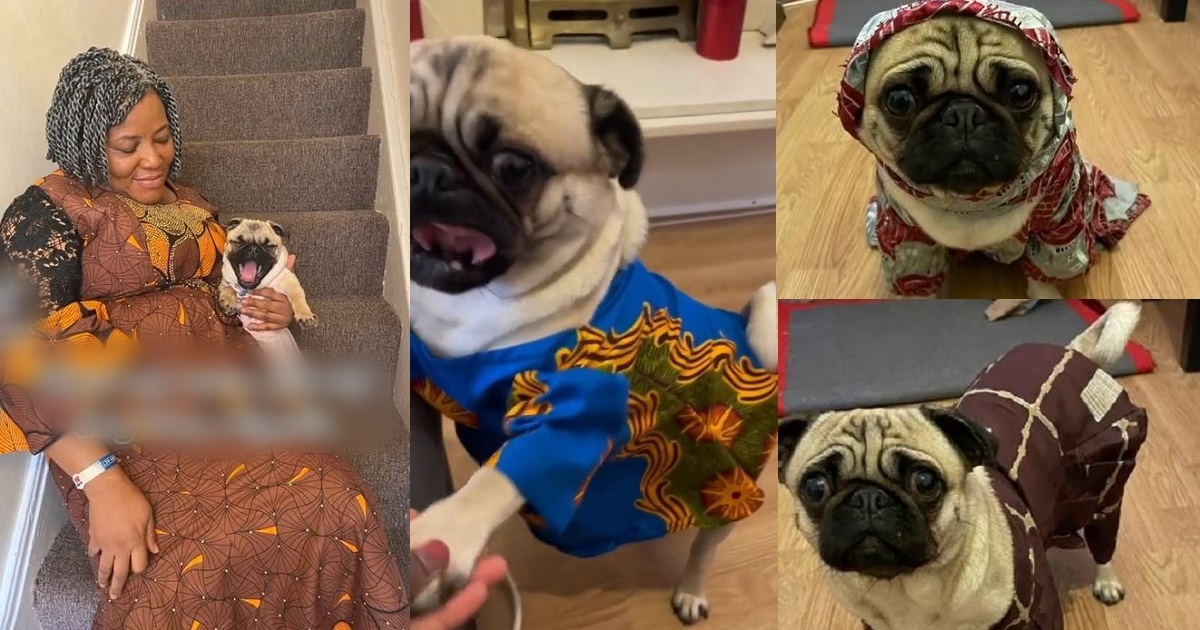 “Owambe ready” – Hilarious reactions as Nigerian lady shares video of her dog rocking Ankara outfits (Video)
