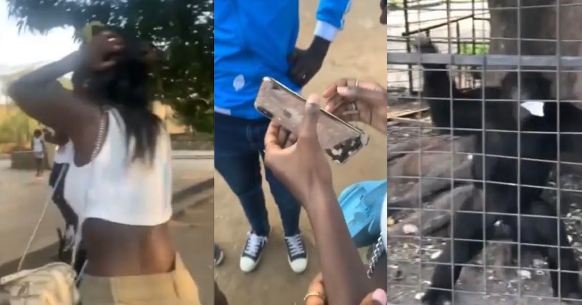 Lady shares harrowing experience with monkey at a zoo in Burundi (Video)