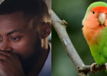 Nigerian man reportedly deported for killing parrot one month after relocating to Canada