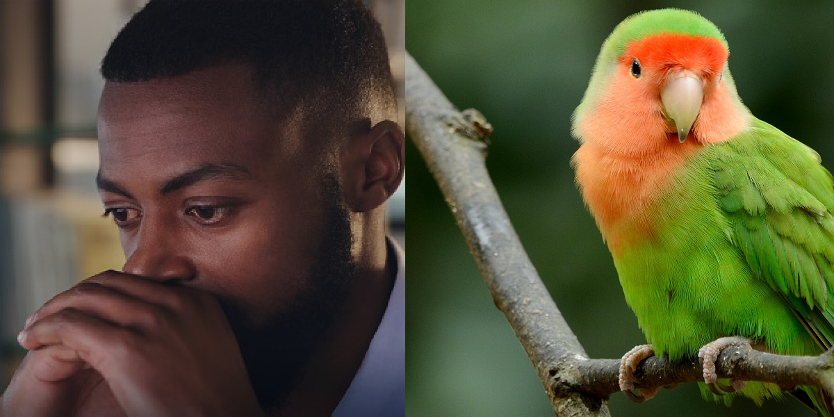 Nigerian man reportedly deported for killing parrot one month after relocating to Canada