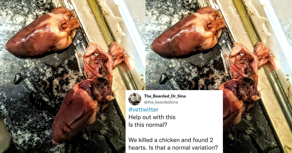 Medical doctor shocked after discovering the chicken he slaughtered has two hearts