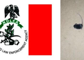 Rat gets “high” after consuming cannabis from the NDLEA storeroom.