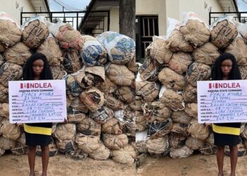 NDLEA arrests Kaduna big girl with 78 bags of cannabis sativa
