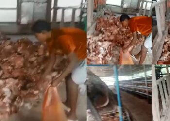 “My heart is failing me. Totally depressed” – Farmer shows the losses he has incurred after his farm in Bayelsa got run over by flood (Video)