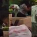 Husband flees as wife smashes bottle on side chic’s head after catching them in a hotel (Video)
