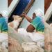 Nigerian mother scolding
