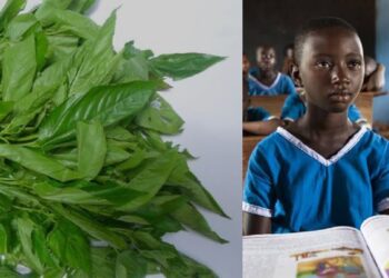 “How Igi ewedu saved me from futuristic nonsense errands in secondary school” – Ibadan baker shares.