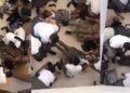 students collapsed