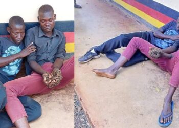 Two suspected thieves surrender stolen cow to police after being attacked by swarm of bees allegedly sent by witchdoctor. (Video)