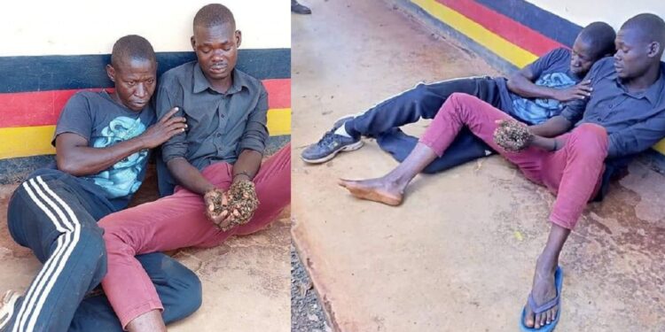 Two suspected thieves surrender stolen cow to police after being attacked by swarm of bees allegedly sent by witchdoctor. (Video)
