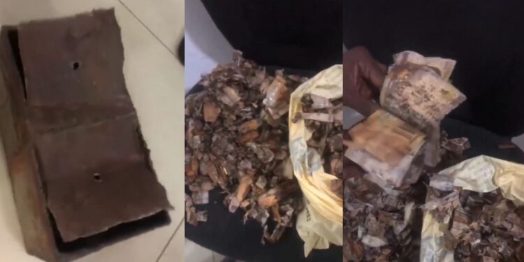 “Millions don go” – Man in pain after opening his piggy bank only to discover that all his money has decayed (video)