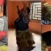 Nigerian mother dances joyfully as her daughter’s boyfriend rents them a new apartment (Video)